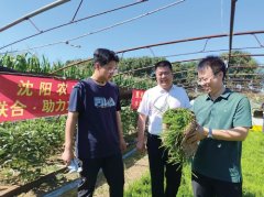 七万学子 四大脚色